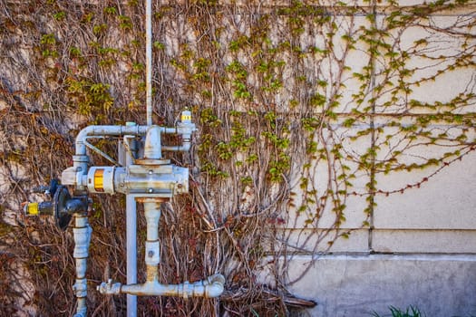 Urban resilience: Industrial gas meters juxtaposed with creeping vines on a concrete wall in Fort Wayne.