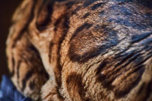 Close-up of a Bengal cat striped fur, showcasing nature's art in Fort Wayne, Indiana.
