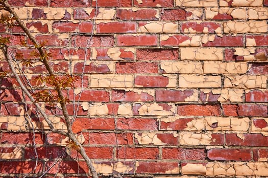 Aging brick wall in Warsaw, Indiana, with traces of old paint and creeping plant life, embodying nature's reclaim.