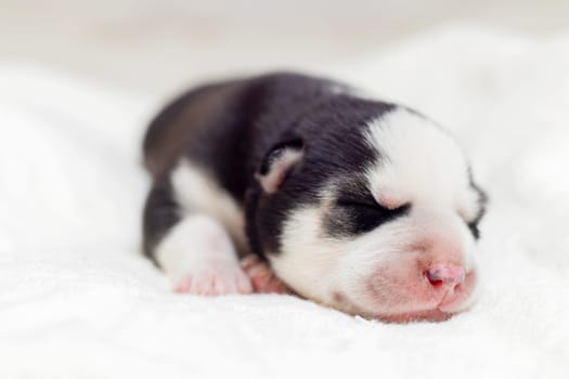A black and white newborn puppy sleeps peacefully, curled up on a fluffy white blanket, illustrating innocence and the beginning of life