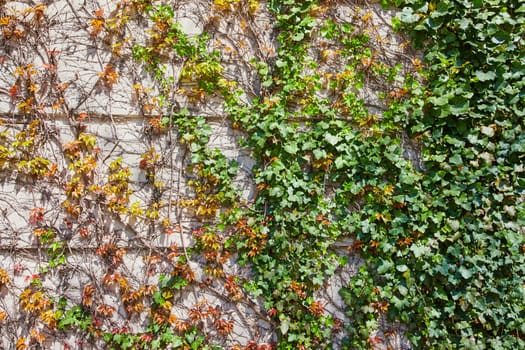 Lush ivy adorns a textured wall in downtown Fort Wayne, symbolizing urban growth and seasonal change.