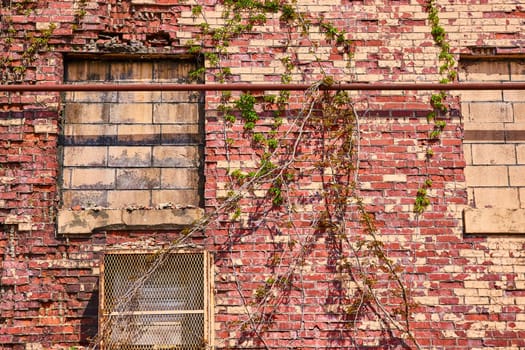 Aged brick wall in Warsaw, Indiana, showcasing urban decay and nature's reclamation, perfect for historical or environmental themes.