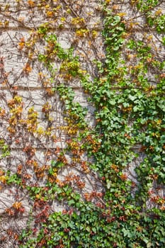 Ivy embraces a weathered wall in downtown Fort Wayne, symbolizing nature's reclaim of urban spaces.