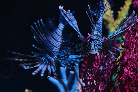 Lionfish glide through vibrant coral at Fort Wayne Children's Zoo, Indiana, showcasing underwater majesty.