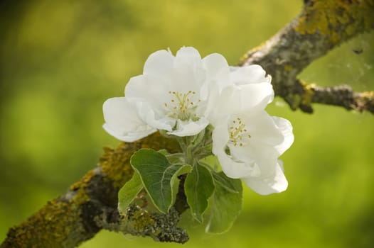 Cluster of white apple tree blossoms with delicate petals in various stages of bloom, background is blurred with hints of light green and a dark green gradient