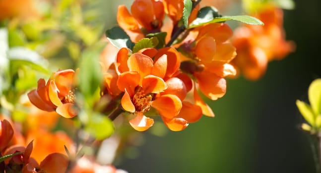 Branch adorned with luminous orange quince blossoms stands out against a soft green backdrop. The flowers are in peak bloom, showcasing numerous petals with a striking apricot hue