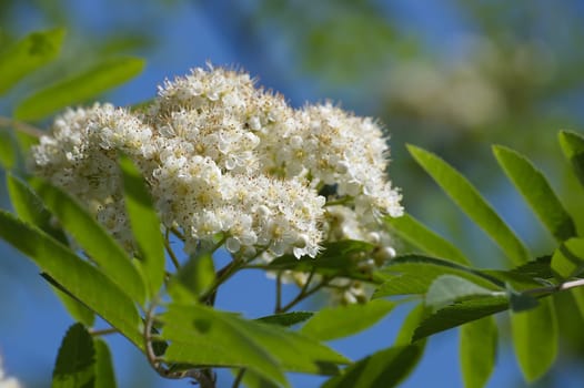 Close up view of the blooming Sorbus aucuparia. Branch laden with the white blooms of a rowan tree is seen in detail, showcasing the mountain ash's flowering alongside vibrant green leaves