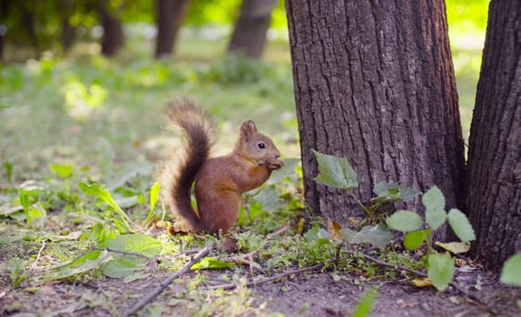 Cute Red Squirrel eating something in a park near the tree at summer day