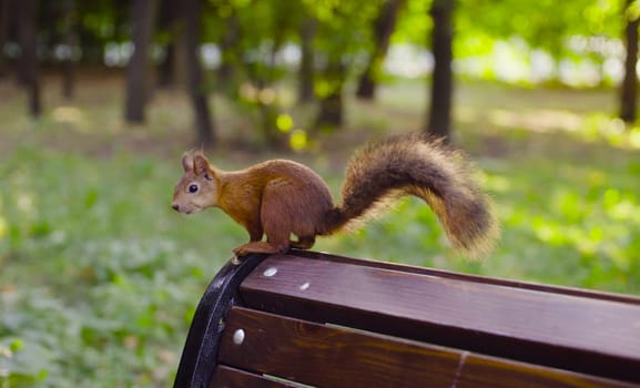 Cute Red Squirrel sitting on a bench in a park at summer day