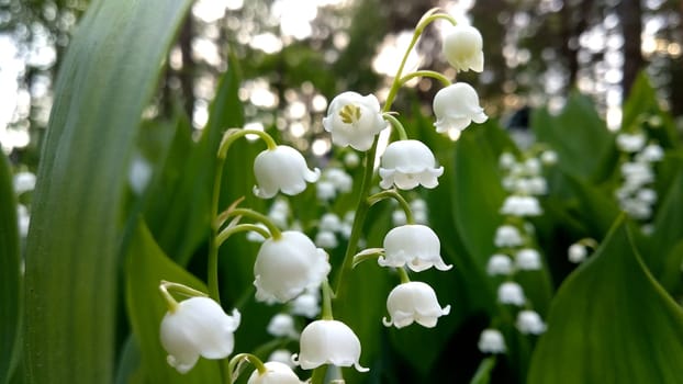 Lily of the valley close-up, detailed bright macro photo. The concept of spring, may, summer. Floral background.