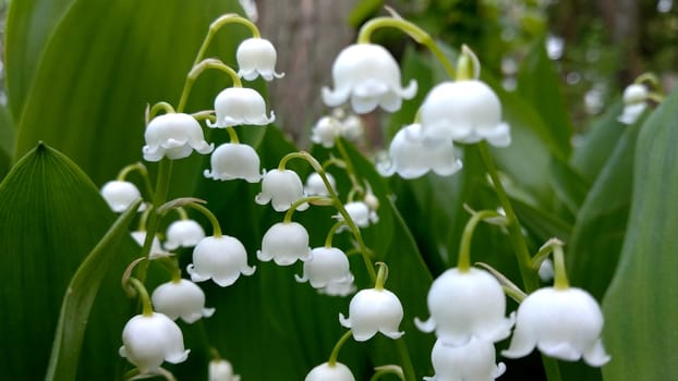 Lily of valley flower. White bell flower. Background close-up macro shot. Natural natural background with blooming lily of valley flowers. Mothers Day. Lily of valley blooms in the spring forest