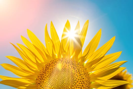 Half of a sunflower flower against a blue sky. The sun shines through the yellow petals. Agricultural cultivation of sunflower for cooking oil