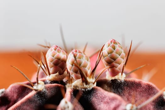 Beautiful  flowers of gymnocalycium cactus  or chin cactus