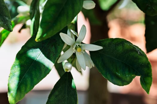 White flower of lemon tree , evergreen flowering plant used for culinary and non -culinary purposes
