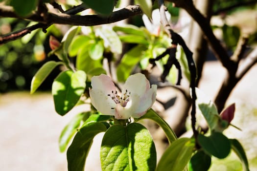 White flower of quice tree -cydonia oblonga - , evergreen flowering ornamental  plant used for culinary and non -culinary purposes