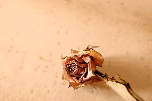 Dried  rose flower  , memories and romantic activity