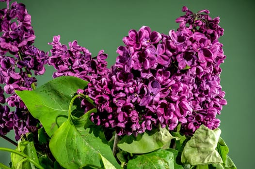 Beautiful blooming dark purple lilac on a green background. Flower head close-up.