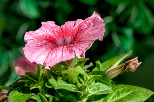 Beautiful Blooming pink Petunia hybrid grandiflora Limbo flowers on a green leaves background. Flower head close-up.