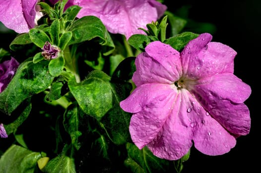 Beautiful Blooming violet Petunia Prism Lavender flowers on a green leaves background. Flower head close-up.