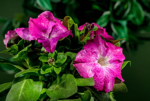 Beautiful Blooming pink Petunia Prism Raspberry Sunday flowers on a green leaves background. Flower head close-up.