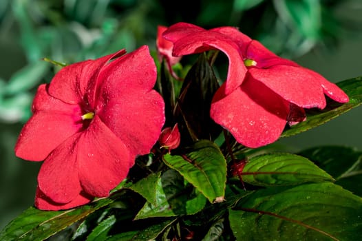 Beautiful Blooming red impatiens hawkeri flowers on a green leaves background. Flower head close-up.