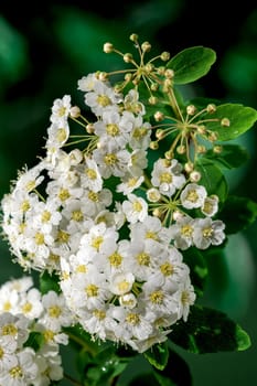 Beautiful Blooming white spirea vanhouttei on a green background. Flower head close-up.