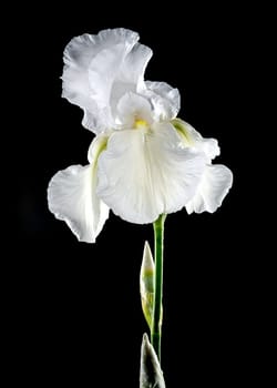 Beautiful Blooming white iris Immortality isolated on a black background. Flower head close-up.