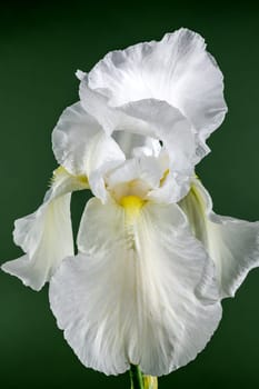 Beautiful Blooming white iris Immortality on a green background. Flower head close-up.