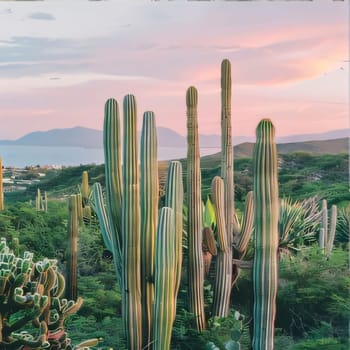 Plant called Cactus: Cacti against the background of the desert and high rocks and mountains.