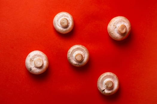 five porcini mushrooms on a red background top view.