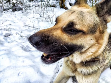 Dog German Shepherd in winter day and white snow around. Waiting eastern European dog veo and white snow