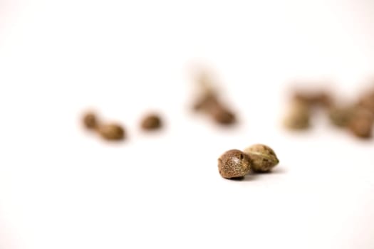 cannabis seeds are scattered on a white background.