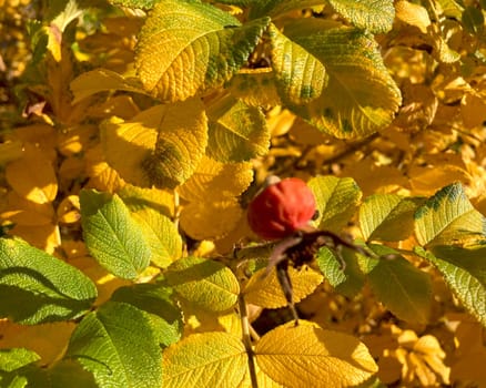 Rose hips on bush. High quality photo