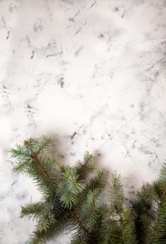 spruce branches close-up on a white-black background.