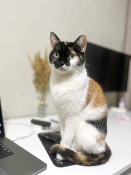 Curious black cat with wide eyes sitting on a wooden table. Modern black monitor on a silver stand placed against a white wall.