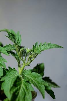 A lush tomato plant with bright green leaves and small buds.