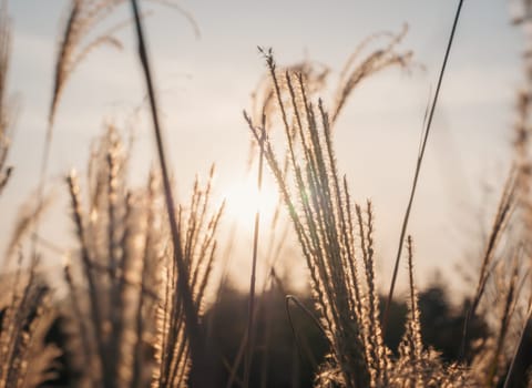 Golden wheat stalks gently sway in the wind as the setting sun casts a warm, golden glow. The serene rural landscape evokes a sense of calm and tranquility.