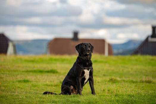 A black Labrador retriever sits attentively in a field with blurred houses and mountains in the background.