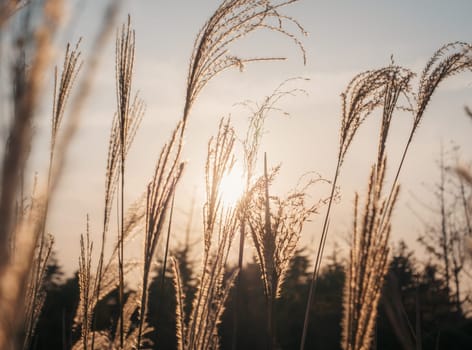 Golden wheat stalks gently sway in the wind as the setting sun casts a warm, golden glow. The serene rural landscape evokes a sense of calm and tranquility.