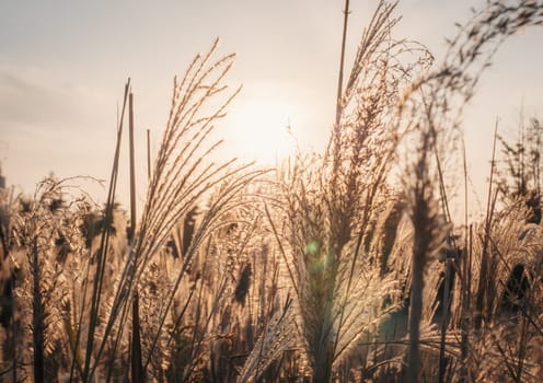 Golden wheat stalks gently sway in the wind as the setting sun casts a warm, golden glow. The serene rural landscape evokes a sense of calm and tranquility.