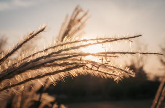 Golden wheat stalks gently sway in the wind as the setting sun casts a warm, golden glow. The serene rural landscape evokes a sense of calm and tranquility.