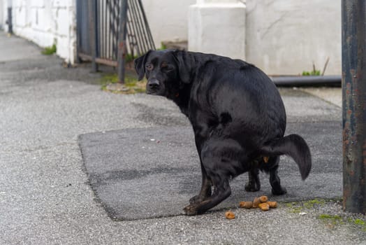 A black Labrador retriever defecating on a paved urban area near a fence, illustrating the need for responsible pet waste management.