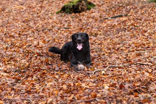 A happy black Labrador retriever lying among autumn leaves in a forest, holding a ball and enjoying the outdoor playtime.