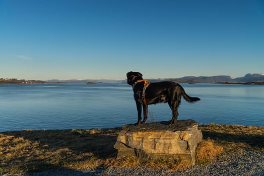 A black Labrador retriever stands on a rock, overlooking a calm lake with distant mountains under a clear blue sky, capturing a moment of tranquility and adventure.