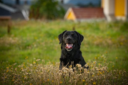 A joyful black dog sits amidst a colorful meadow, surrounded by wildflowers and soft evening light.