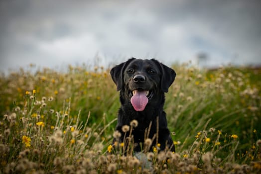 A black Golden Retriever sits happily among blooming wildflowers, tongue out, with a cloudy sky overhead, capturing a moment of joy and freedom.