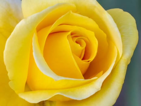Close-up view of a yellow rose bud with the blurred background. Shallow depth of field. Top view.