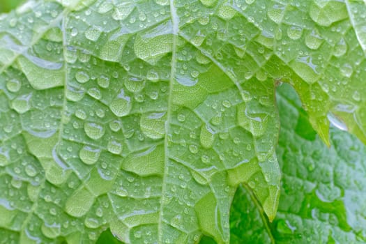 Close-up view of a grape leaf with water drops on the bush.