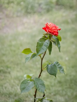 Red rose bud on a stem on the blurred natural background. Shallow depth of field.
