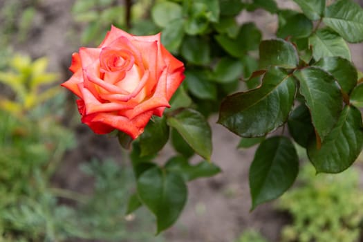 Bush of a rose with a red bud growing in the garden. Shallow depth of field.